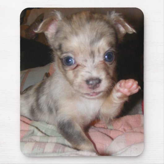 Blaue Merle Chihuahua 1 Mousepad (Vorne)