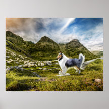 Blaue Merle-Collie-Schafe im Hochland -