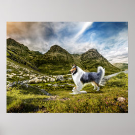 Blaue Merle-Collie-Schafe im Hochland - Poster