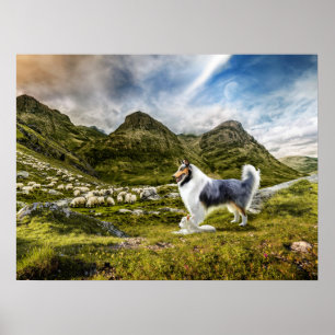 Blaue Merle-Collie-Schafe im Hochland - Poster