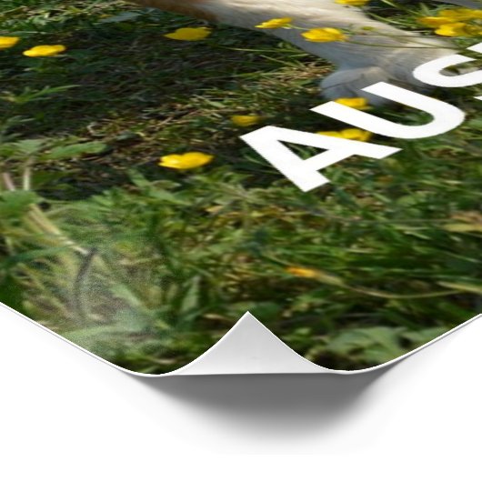 Blaue Merle-Liebe Poster (Ecke)