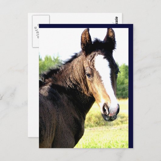 Blaue mit Augen Colt Postkarten (Vorne/Hinten)
