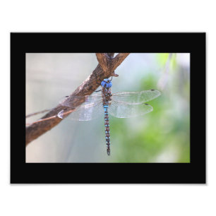 Blaue mit Augen Darner-Libelle Fotodruck