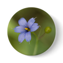 Blaue mit Augen Gras-Wildblume-Blumenknopf
