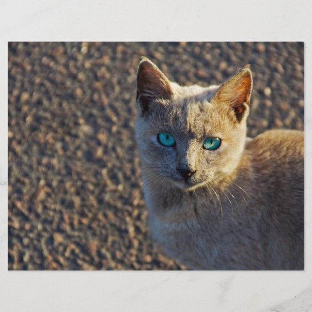 Blaue Mit Augen Katze (Vorderseite)