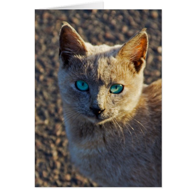 Blaue Mit Augen Katze (Vorne)