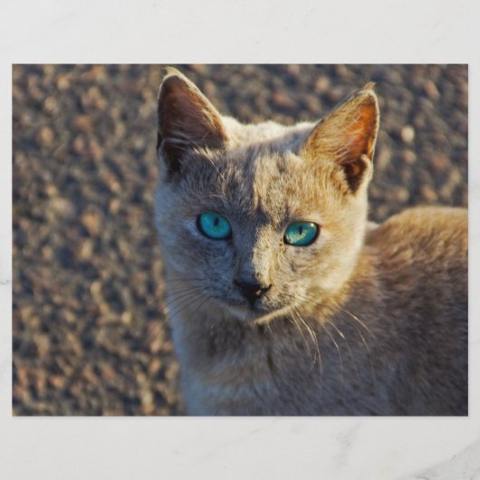 Blaue Mit Augen Katze Flyer (Vorne)