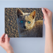 Blaue Mit Augen Katze Flyer (Hand)