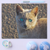 Blaue Mit Augen Katze Flyer (Einzeln)