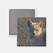 Blaue Mit Augen Katze Magnet (Vorderseite/Rückseite)