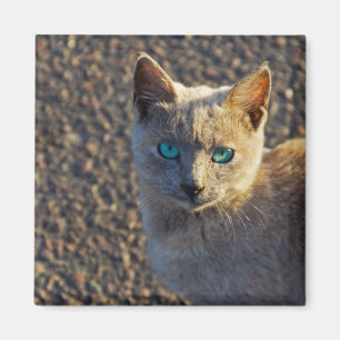 Blaue Mit Augen Katze Magnet
