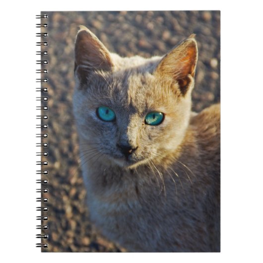 Blaue Mit Augen Katze Notizblock (Vorderseite)