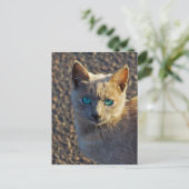 Blaue Mit Augen Katze Postkarte (Stehend Vorderseite)