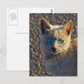 Blaue Mit Augen Katze Postkarte (Vorne/Hinten)