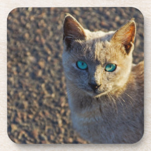 Blaue Mit Augen Katze Untersetzer