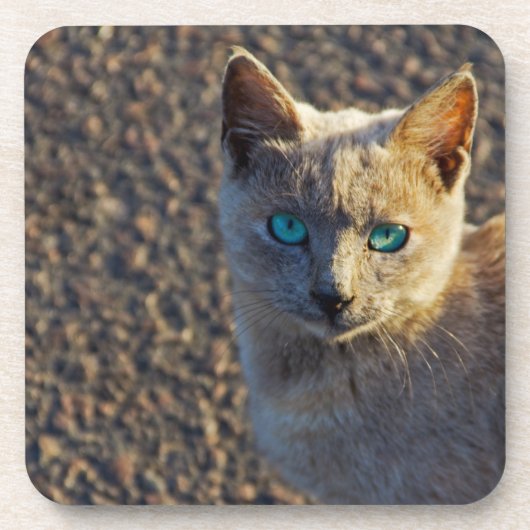 Blaue Mit Augen Katze Untersetzer (Vorderseite)