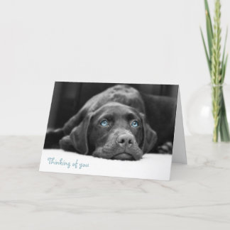 Blaue Mit Augen Labrador Schwarz-Weiß-Fotokarten Karte