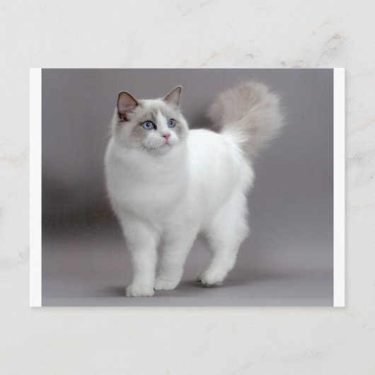 Blaue Mit Augen Ragdoll Katzenreinigung Postkarte (Vorderseite)