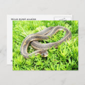 Blaue mit Augen Schlange ~ Postkarte (Vorne/Hinten)