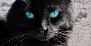 Blaue Augen Schwarze Katzen Modische Accessoires Zazzle De