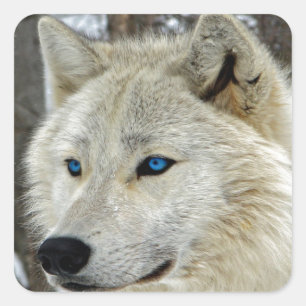 Blaue mit Augen weißer Wolf-Quadrat-Aufkleber Quadratischer Aufkleber