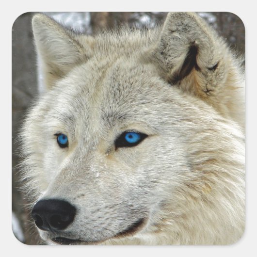 Blaue mit Augen weißer Wolf-Quadrat-Aufkleber Quadratischer Aufkleber (Vorderseite)
