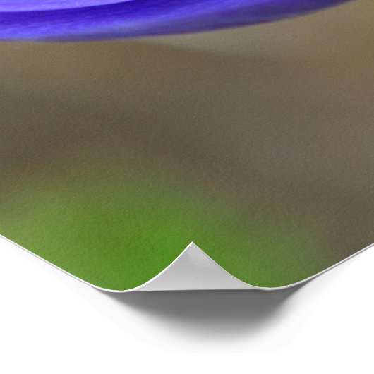 Blaue Mohnblume Blume Poster (Ecke)