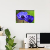 Blaue Mohnblume Blume Poster (Heimbüro)