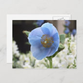 Blaue Mohnblumen-Himalajapostkarte Postkarte (Vorne/Hinten)