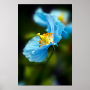 Blaue Mohnblumen Poster
