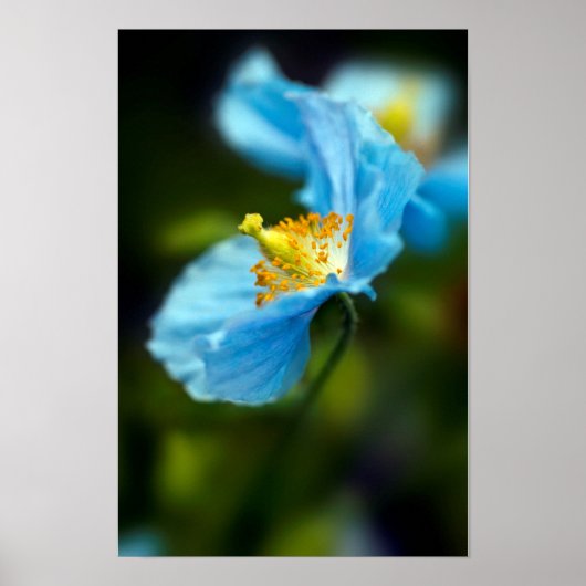 Blaue Mohnblumen Poster (Vorne)