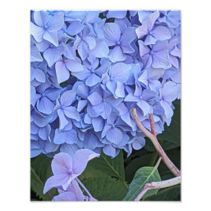 Blaue Mophead-Hortensienblüte Floral Fotodruck