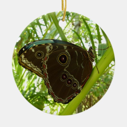 Blaue Morpho Butterfly Naturfotografie Keramikornament (Vorne)