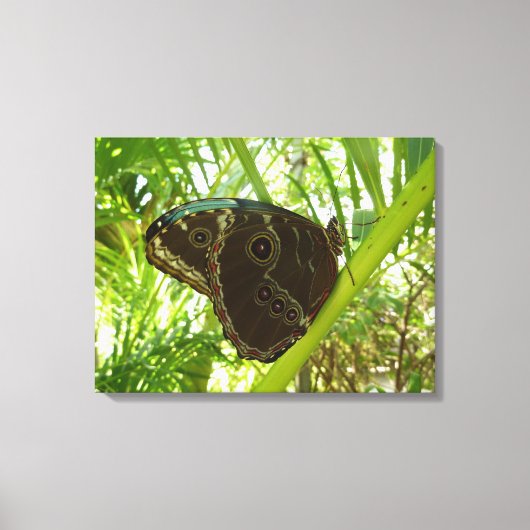 Blaue Morpho Butterfly Naturfotografie Leinwanddruck (Vorderseite)