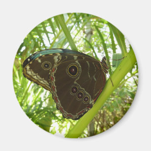 Blaue Morpho Butterfly Naturfotografie Magnet