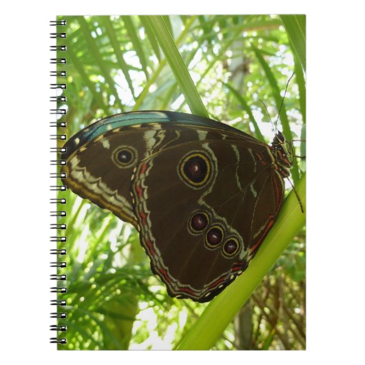 Blaue Morpho Butterfly Naturfotografie Notizblock (Vorderseite)