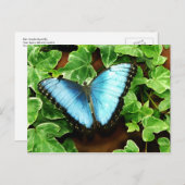 Blaue Morpho Postkarte (Vorne/Hinten)