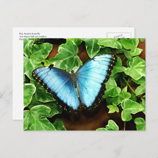 Blaue Morpho Postkarte (Vorne/Hinten)