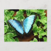 Blaue Morpho Postkarte (Vorderseite)