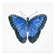 Blaue Morpho-Schmetterling-Aquarellmalerei