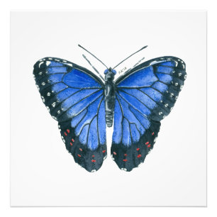 Blaue Morpho-Schmetterling-Aquarellmalerei Fotodruck