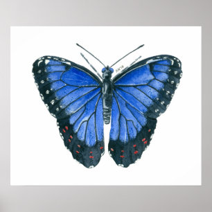 Blaue Morpho-Schmetterling-Aquarellmalerei Poster