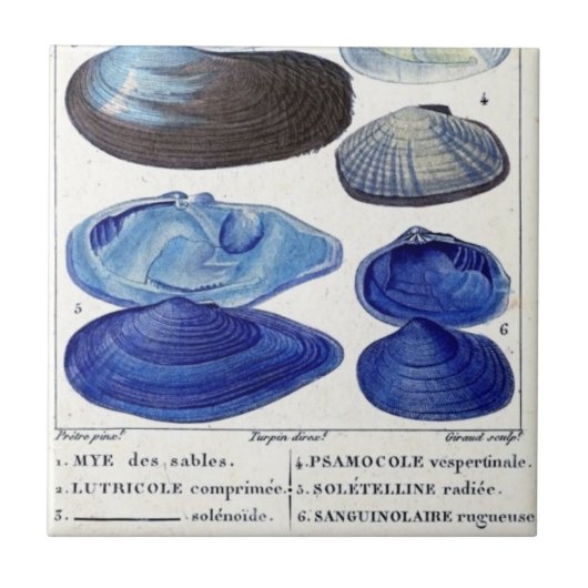 Blaue Muscheln Vintage botanische französische Mee Fliese (Vorderseite)