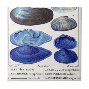 blaue Muscheln vintage botanische französische Oze Fliese