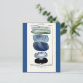 Blaue Muscheln Vintage botanische französische Str Postkarte (Stehend Vorderseite)
