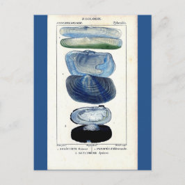 Blaue Muscheln Vintage botanische französische Str Postkarte