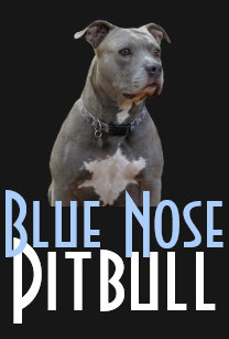 Blaues Nase Pitbull Geschenke Zazzle De