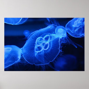Blaue Neonquallen Poster