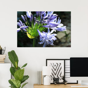 Blaue Nil-Lilie Foto-Vergrößerung Poster