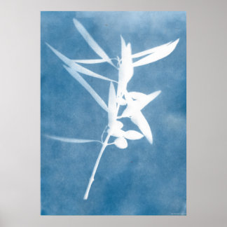Blaue Olivenhaine Vintage-Küche Cyanotypie-Foto Poster